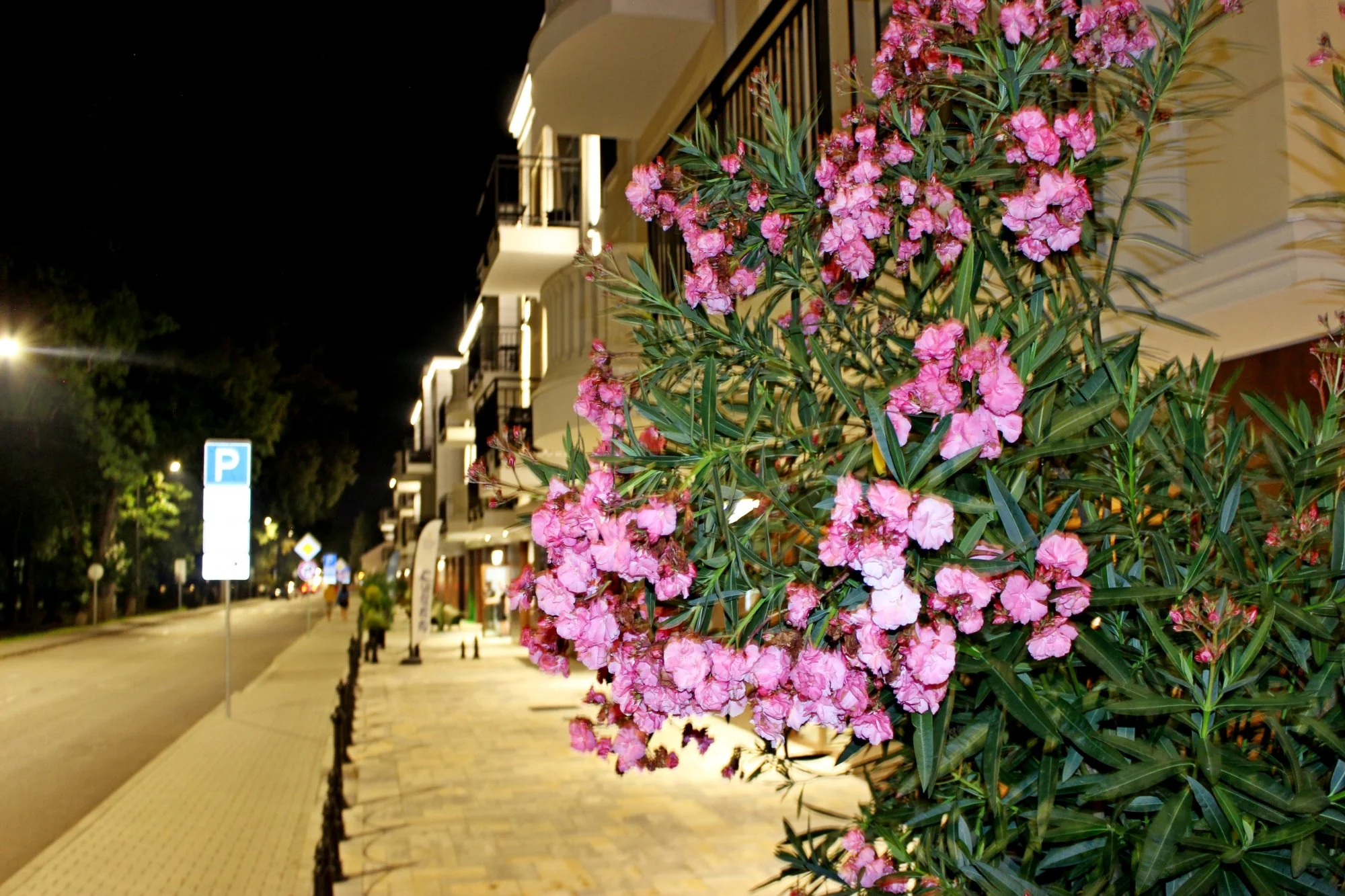 Donizetti building at night with pink flowers